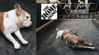 Меняем! | PetProof Carpet от Home Depot