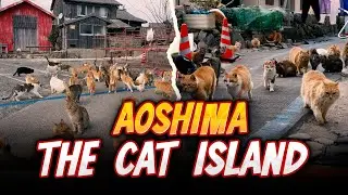 Aoshima: Japan's Famous Cat Island with More Cats Than People!