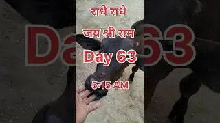 Day 63/365 day gau seva 🐄🚩 #gauseva #cow #help #good #foryou #trending ✌️🚩