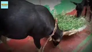 Cute goats | Indian cute goats | Indian desi goats | BiSWA CREATUBE