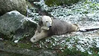 ein Eisbär - a polar bear
