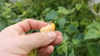 Уборка теплицы и многое другое
