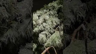 Frozen  pine tree