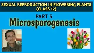 #SexualReproductionInFloweringPlants  #Microsporogenesis/ class_12th_biology_ncert