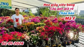 Hoa giấy cây gọn ghép nhiều màu siêu bông giá rẻ..02/01😘📲 0968.816.137.Cát-Tường