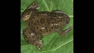 African Clawed Toad - sounds made during mating