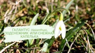 ГАЛАНТУС (Galanthus), ПОДСНЕЖНИК ИЛИ СНЕЖНАЯ КАПЕЛЬКА🌱