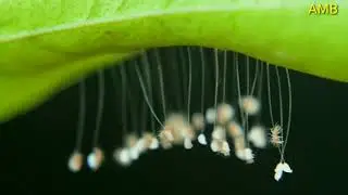 Hatching of Lace-worm eggs