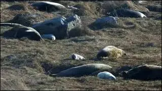 Gray Seal Pupping December 2024 from Explore org