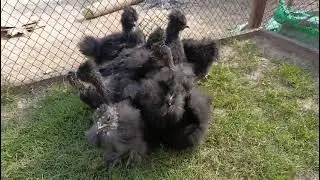 black silki playmouth light susex black minarca rir red porsalen lavendar white silki chickens sale