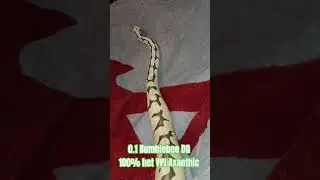 0.1 Bumblebee DG 100% het VPI Axanthic #bumblebee #desert #ghost #snake #shorts #viral #viralvideo