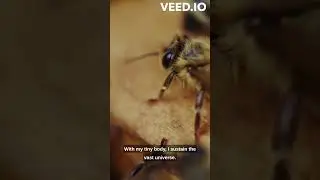 The Fascinating Journey of a Honeybee  From Pollinator to Life Changing Friend