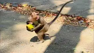 Mother monkey carries baby scary tack mango run away