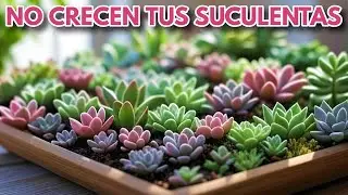 por que no crecen tus suculentas donsuculento