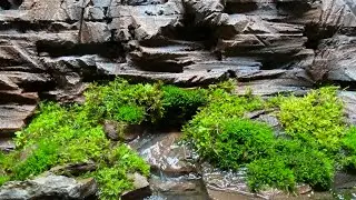 Cave Salamander Enclosure