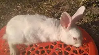 Cute Little Rabbit Funny Moments 🤣 | Funny Bunny Baby Viral Video