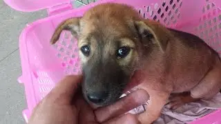 Sad Dog Story... Abandoned Puppy (Dumped next to the lake)