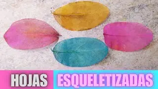 🍁 Cómo Esquelétizar hojas naturales | Cómo secar y conservar hojas naturales 🍃