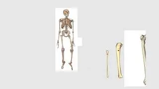 Bones Size Comparison