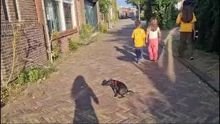 By Spartan Law's Black Powder a.k.a. Frisian Field Boys' Hank 1st day at new home(1)