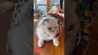 Если я ударюсь головой 🥵🤒 #kikicutekitty #comment #shorts #relatable #scottishfold #fypage #subsc...