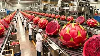 Inside a giant dragon fruit factory  The process of transforming it into convenient smoothies