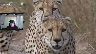 Best animal fights of all time (reaction) | Part 2
