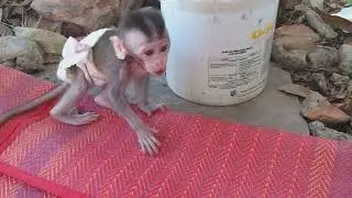 A little Newborn Baby Monkey cry so pity