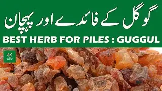 Guggal K Fayde Or Pehchan | Guggul Benefits In Urdu Hindi | Jari Botion Ki Pehchan Aur Fayde