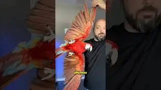Cortar Las Alas De Un Loro Es Muy Peligroso 😱