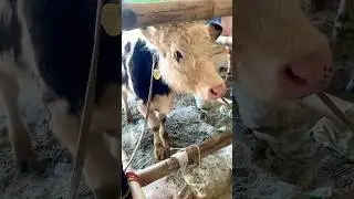 Say two lines about this breed of cow 🐮 #cowvideos #animals #bull #viral #felbicows #cowxbangladesh
