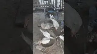 routine of feeding ducks and chickens in the afternoon #duck #chicken