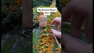LO-Fi из грибов #lofi