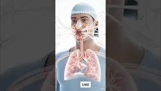 work levocetirizine hydrochloride and montelukast sodium in the body #facts ####