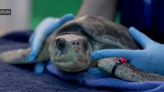 Turtles getting the help they need after being stunned by cold temperatures