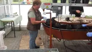Planting machine for TC potato plants.