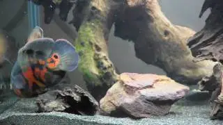 Oscar Fish in 500 litre aquarium