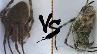 Online Sabong International Spider Fight - Ground fight