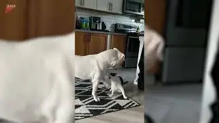 Cat and Dog Playfully Fight With Each Other - 1796083