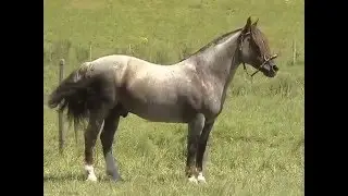 Cabanha Tupambaé