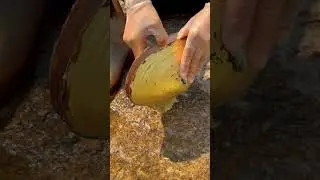 #pearl #relax #animals #fishing #fish。Qi Pearl。Clean lake water. Pearl oyster. shell pearls