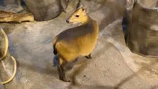 Red-Flanked Duiker Chews Nonstop