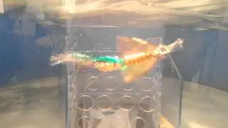 Artificiali ILBA Squirt