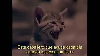 Confidenze di un gatto (1953) HD 60fps
