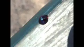 Metallic Blue Ladybug !! So cool!