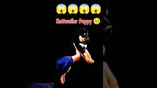 Meet the Adorable Rottweiler Puppy 🥺||#shorts