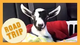 We Road Tripped With A Baby Goat — And Got Pulled Over...