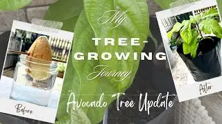 Growing an Avocado from Seed  #howto #urbanfarming #fruitbearing #avocado #growingtrees #plantita