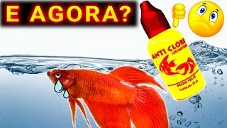 N&Atilde;O USEI ANTI CLORO e coloquei os peixes E AGORA? V&Atilde;O MORRER?