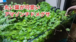 水中から水上にかけての風情が作れるアマゾンチドメグサ